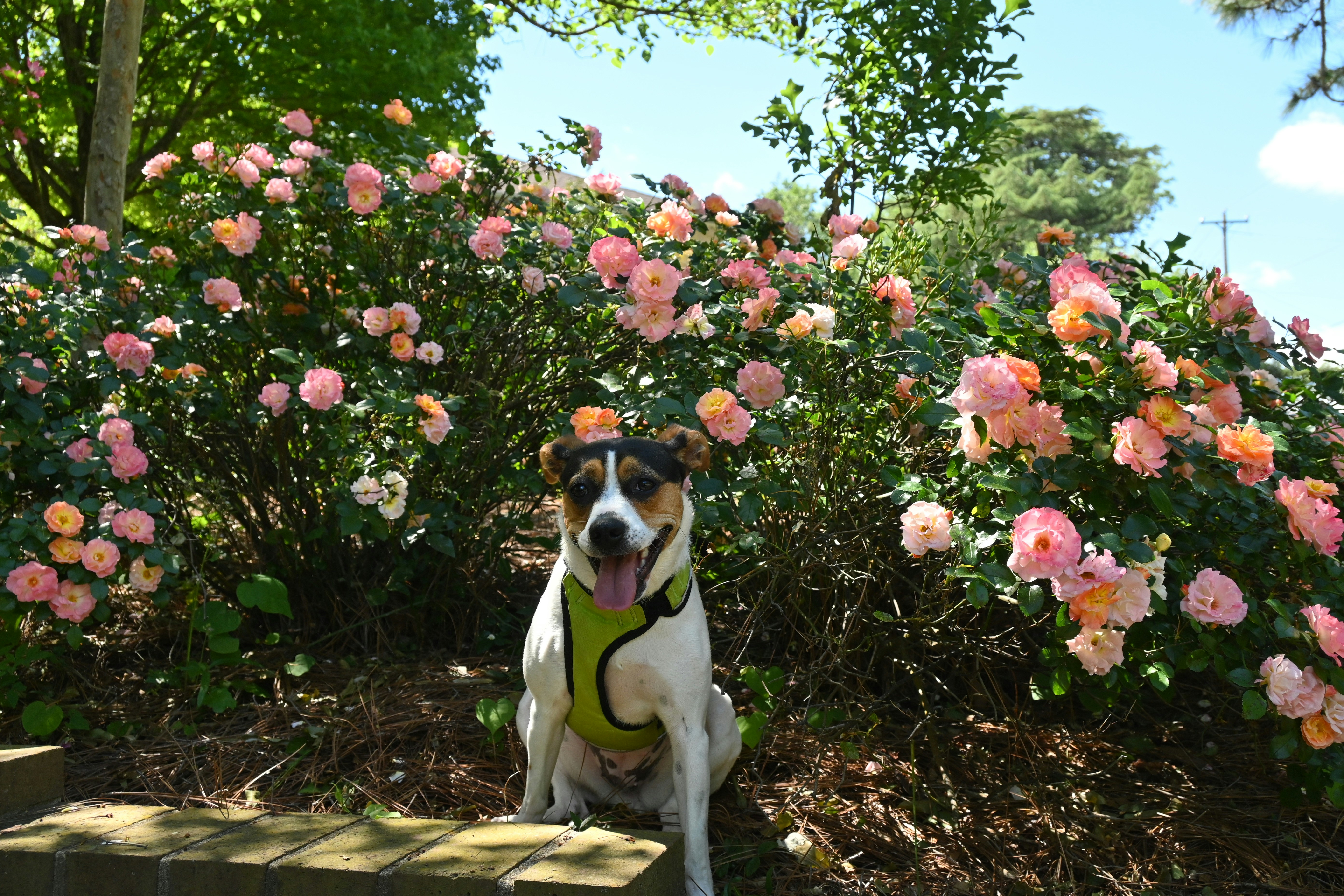 Um cachorro sentado em frente a um arbusto de flores foto – Imagem grátis  sobre Cão na Unsplash, image size:3000x2000