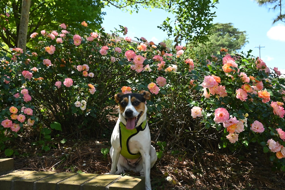 a dog sitting in front of a bush of flowers