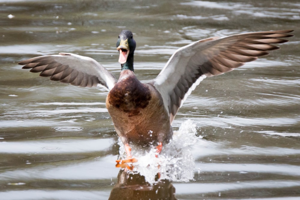 a duck flapping its wings in the water