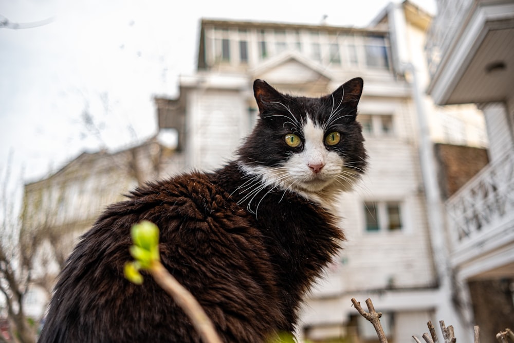 a black and white cat sitting in front of a house