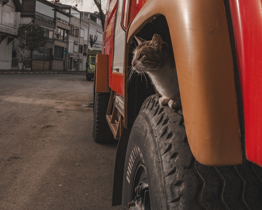 a cat is peeking out of the side of a truck