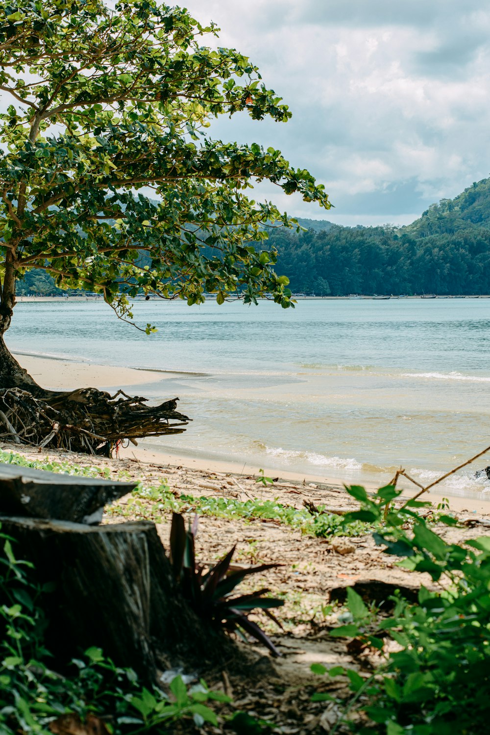 a tree sitting on top of a beach next to a body of water