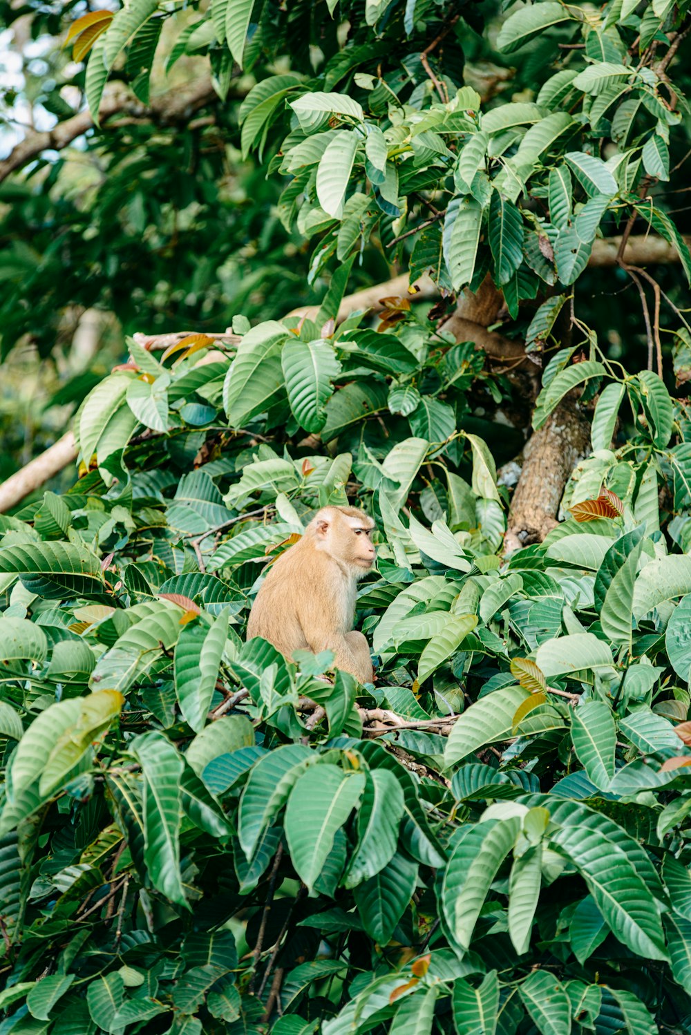 un singe assis dans un arbre avec beaucoup de feuilles