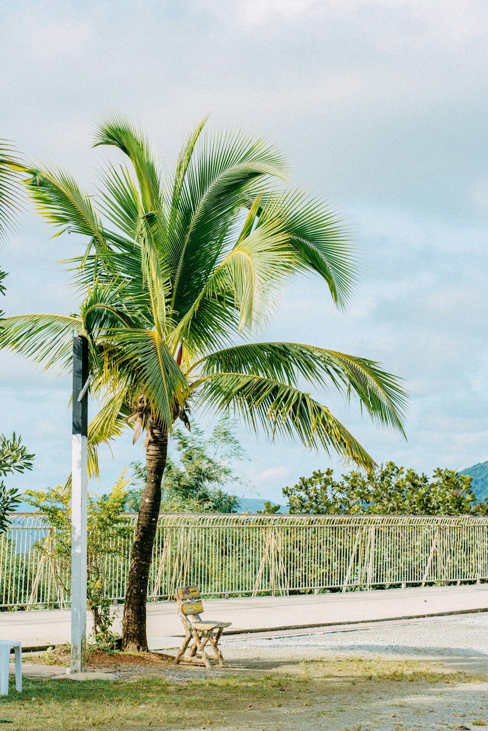 a palm tree next to a bench in a park