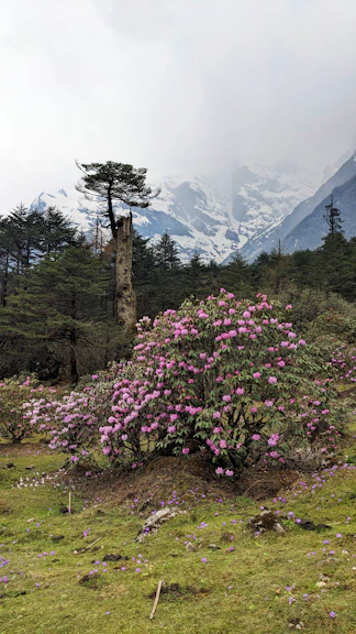 a bush with purple flowers in front of a mountain