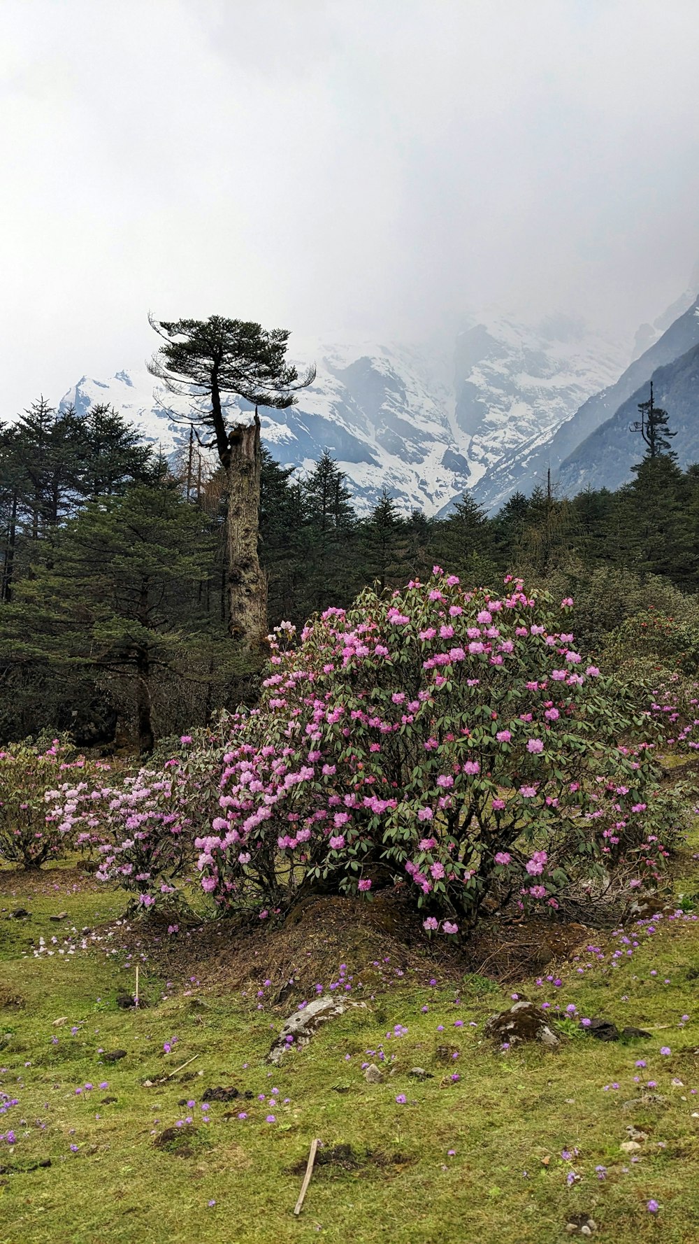 a bush with purple flowers in front of a mountain