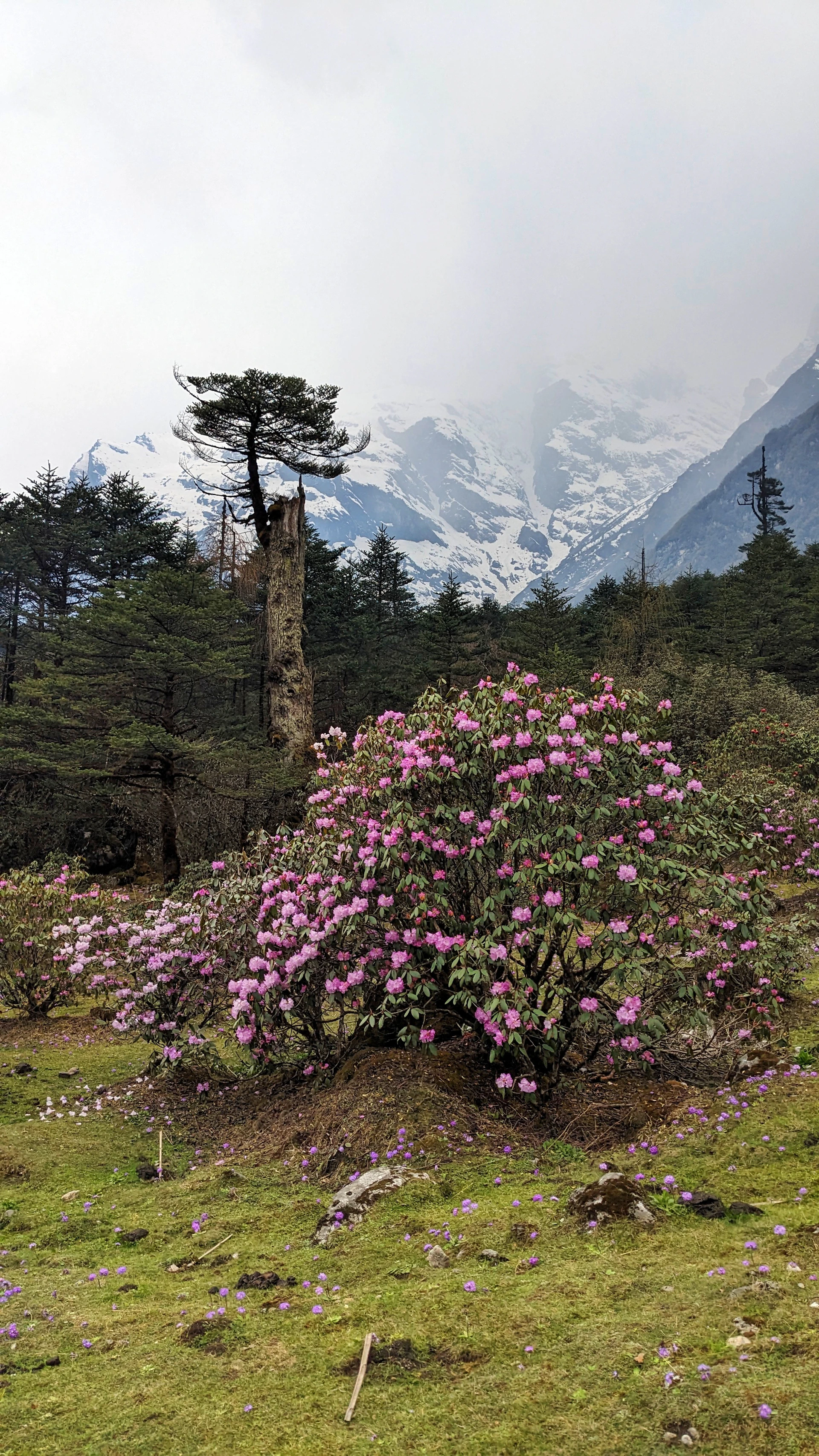 a bush with purple flowers in front of a mountain