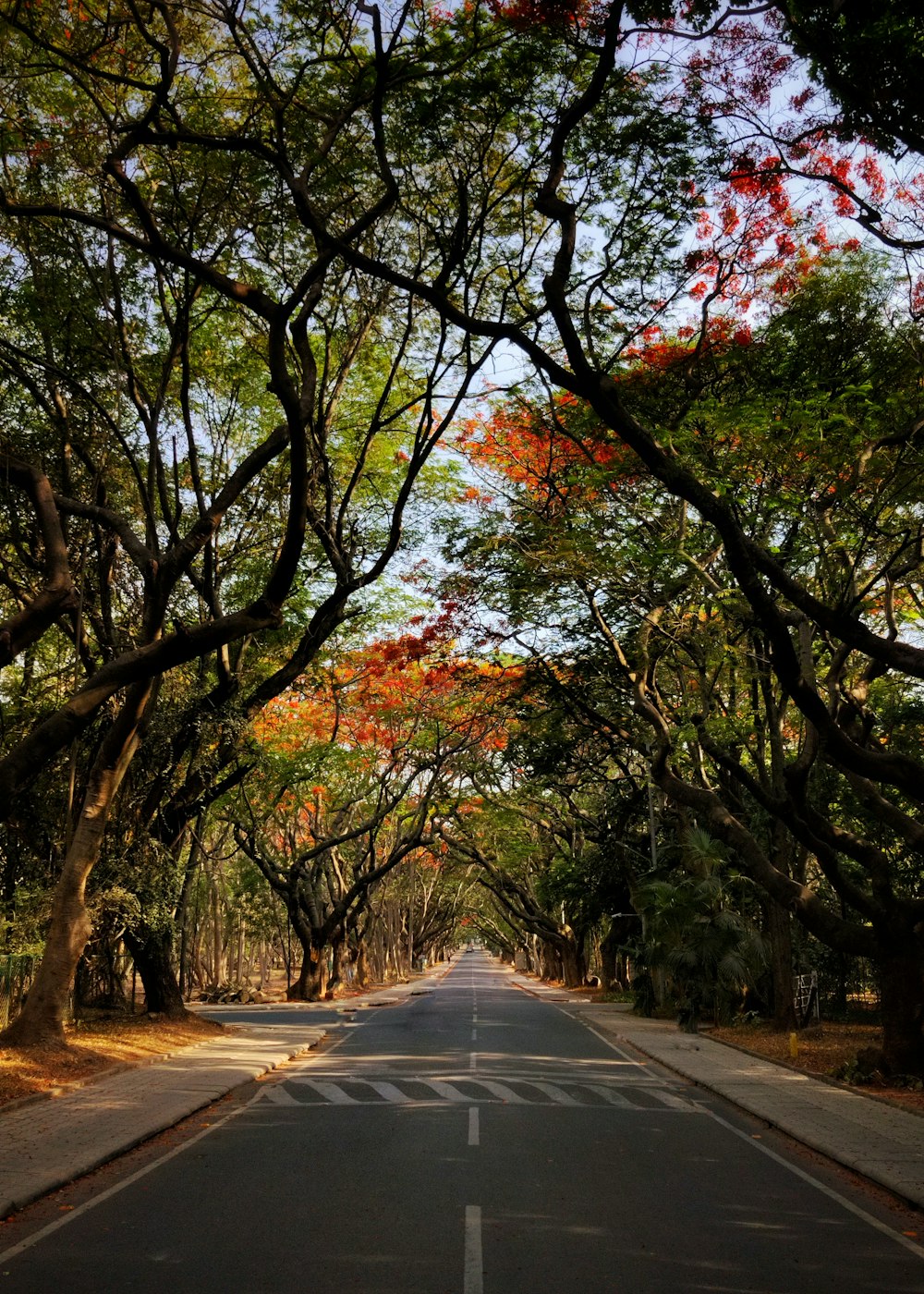 an empty road surrounded by trees and leaves