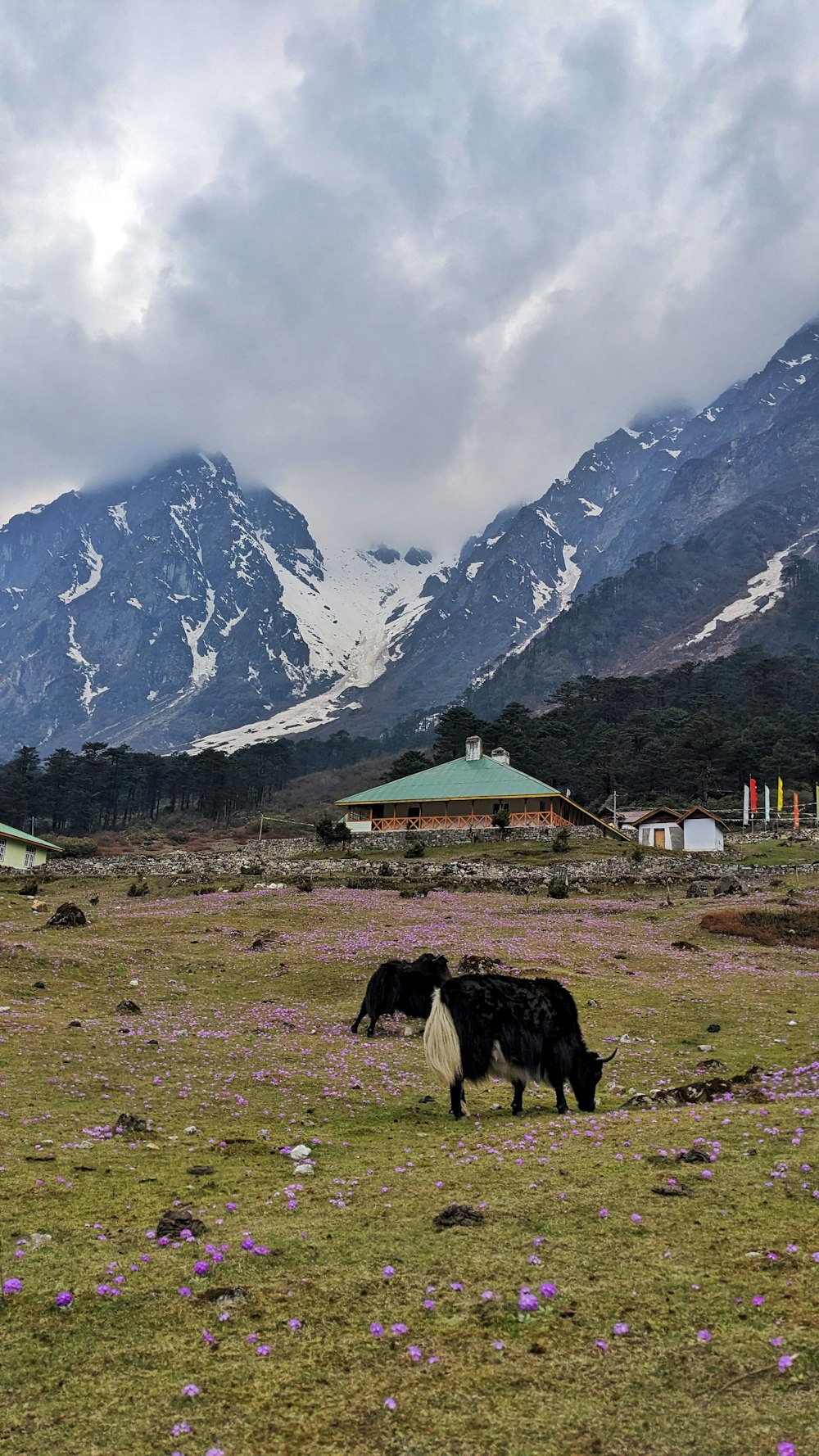 two black and white cows grazing in a field with mountains in the background