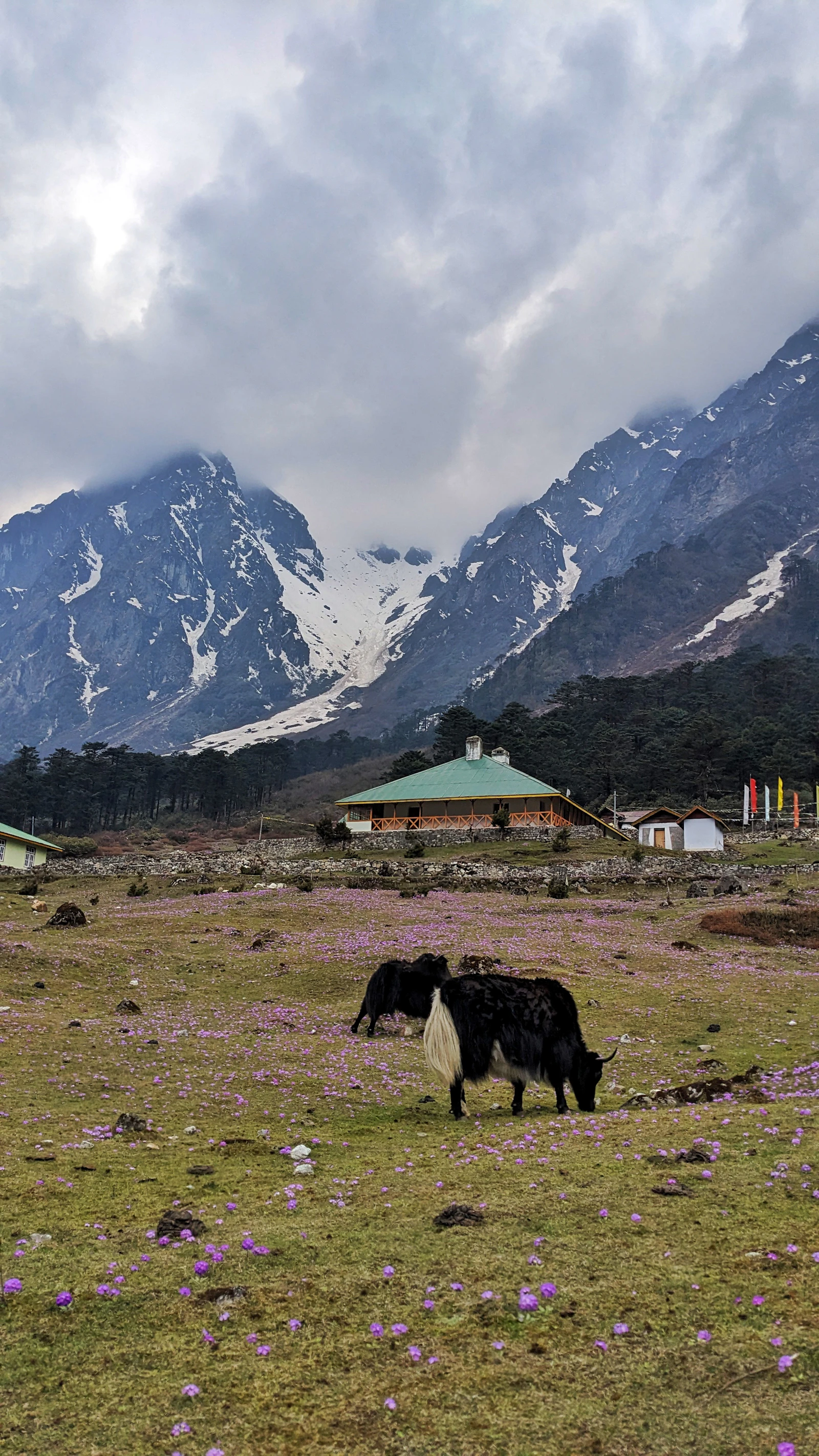 Yaks grazing on the flowering meadow of the Yumthang valley in North Sikkim, snow on the ridges