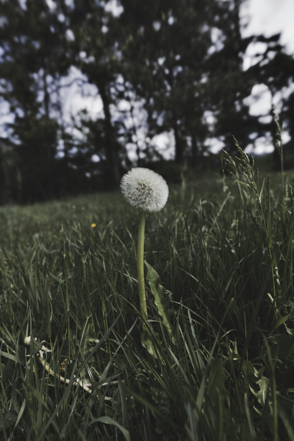 a dandelion sitting in the middle of a field