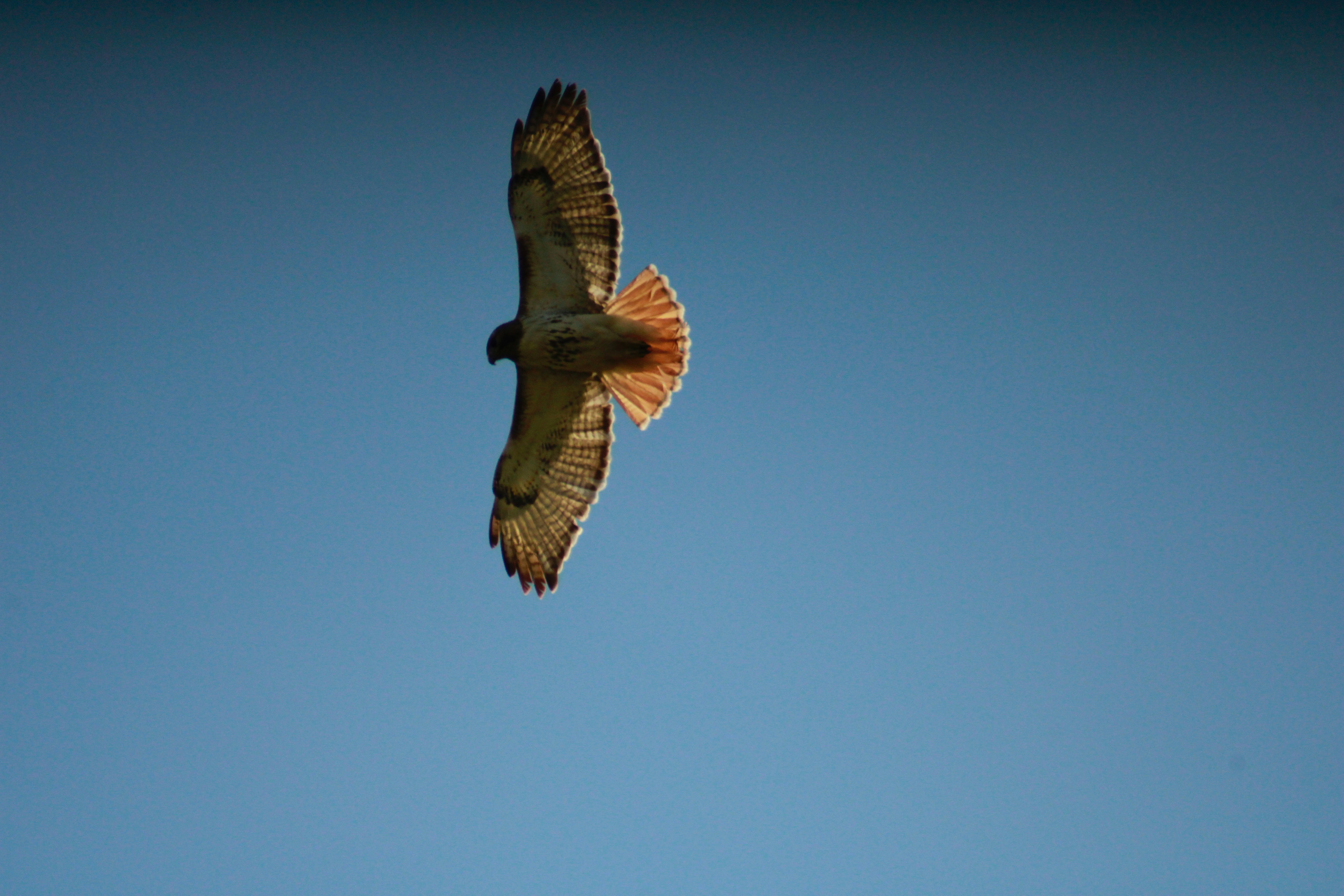 Photo by lisa_duqlaw