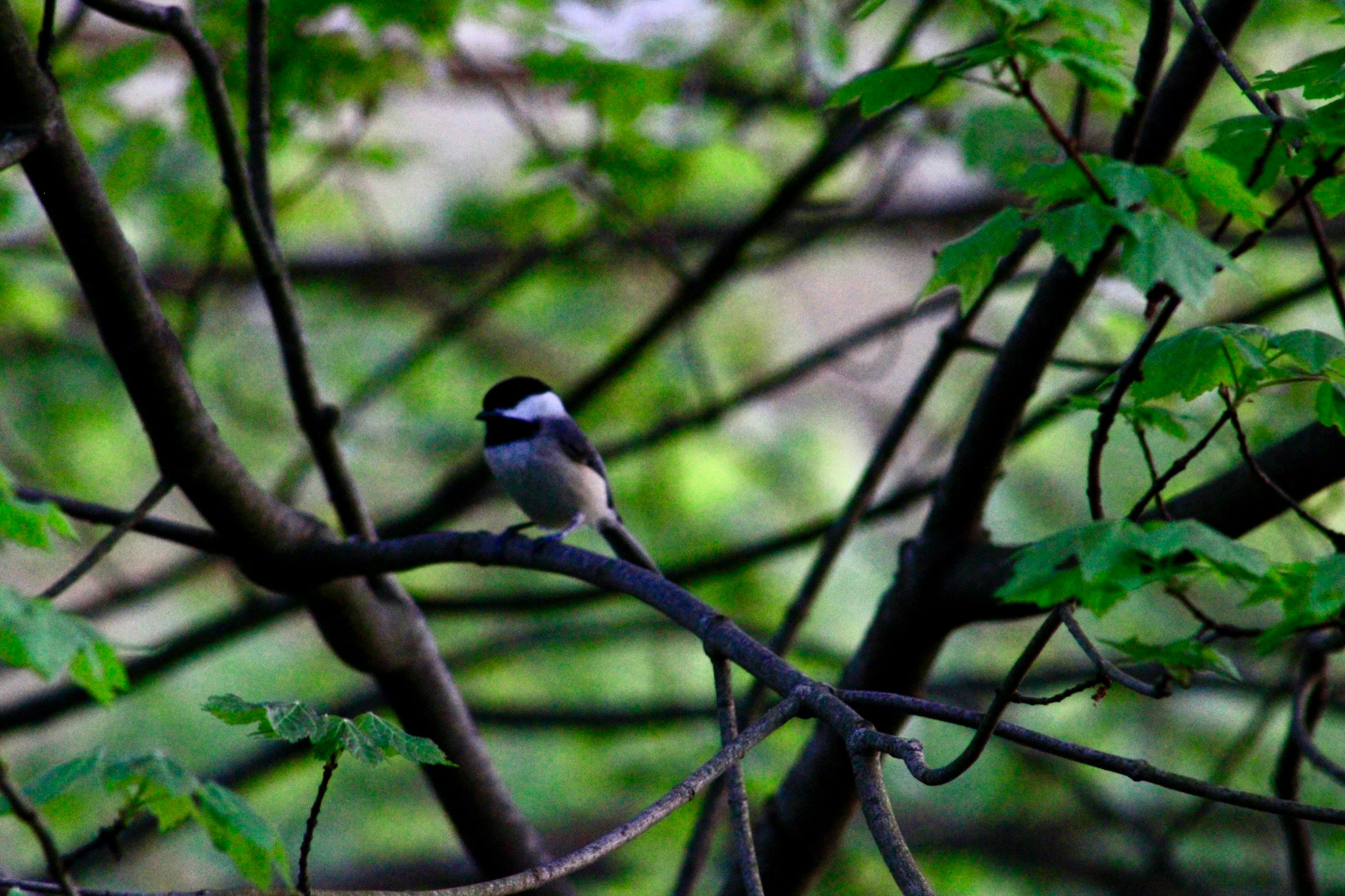 Photo by lisa_duqlaw