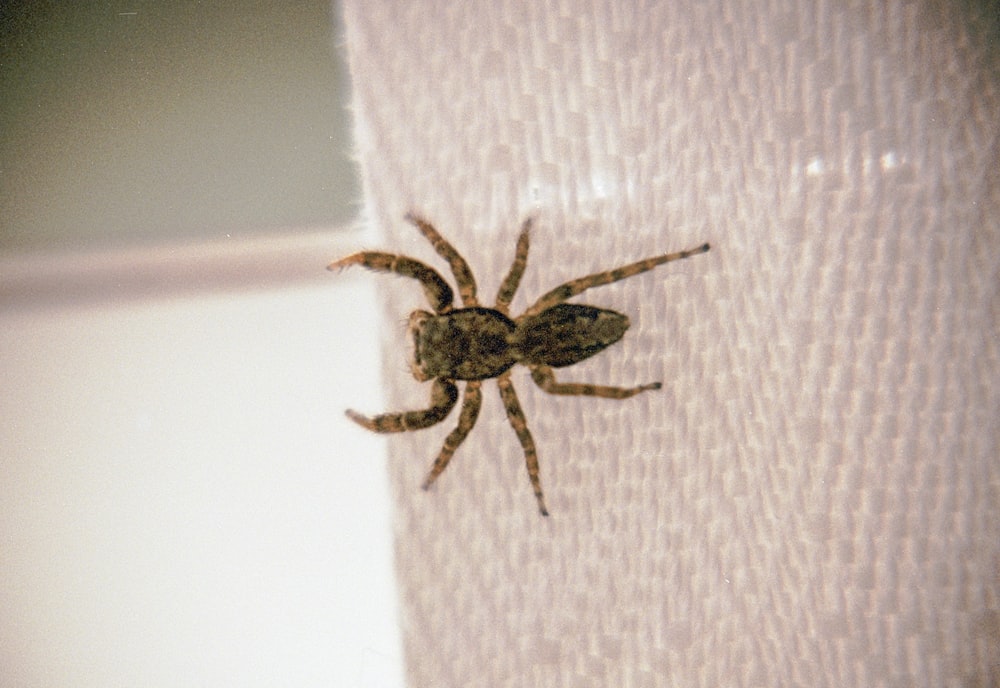 a brown spider sitting on top of a white wall