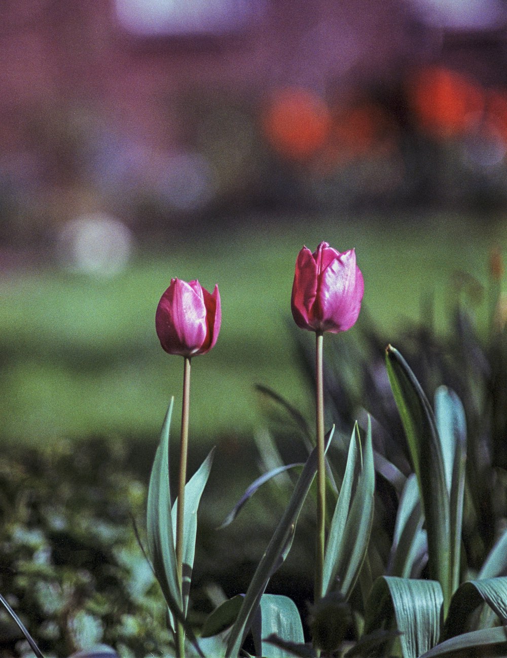 a couple of pink tulips are in the grass