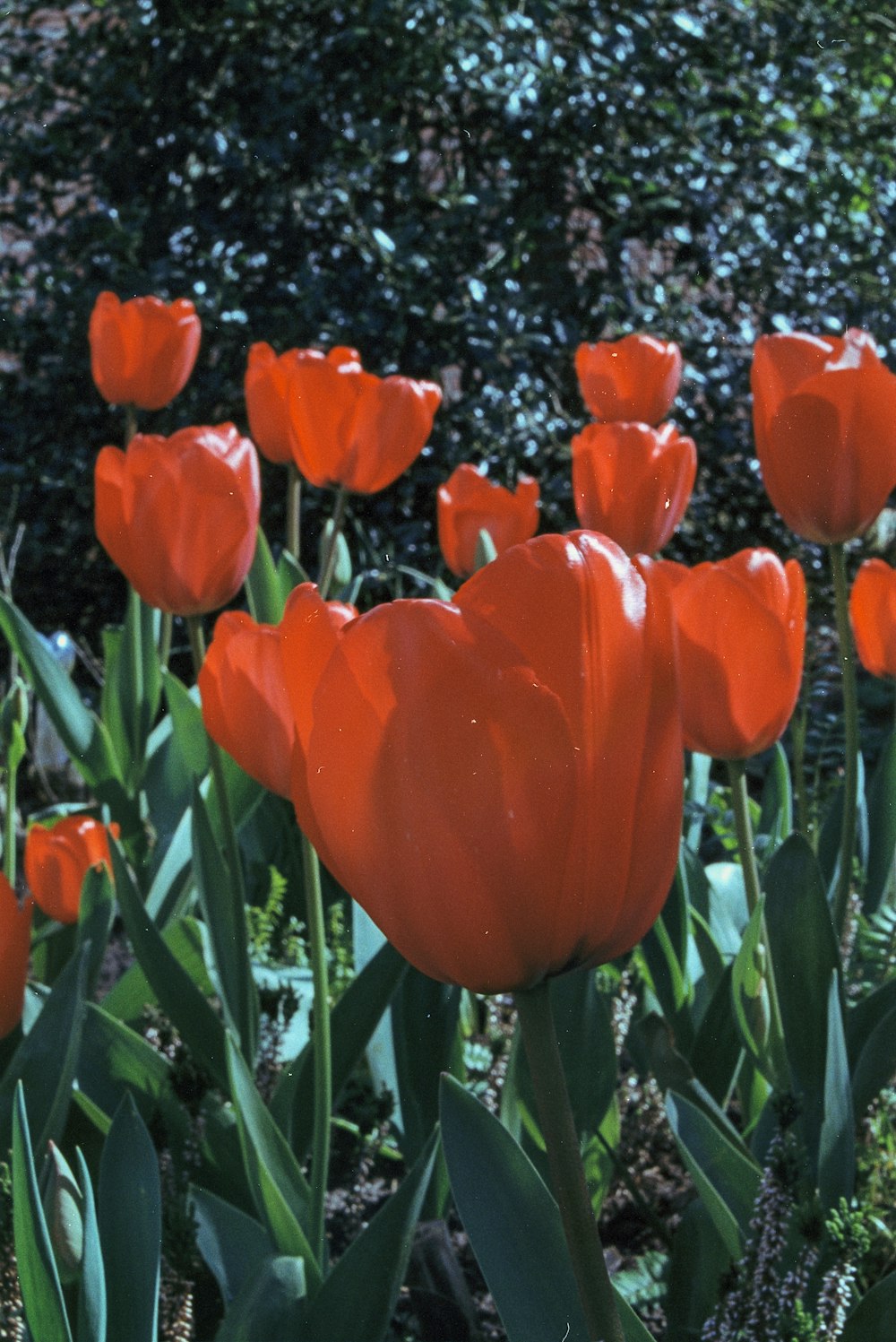 a bunch of red flowers that are in the grass