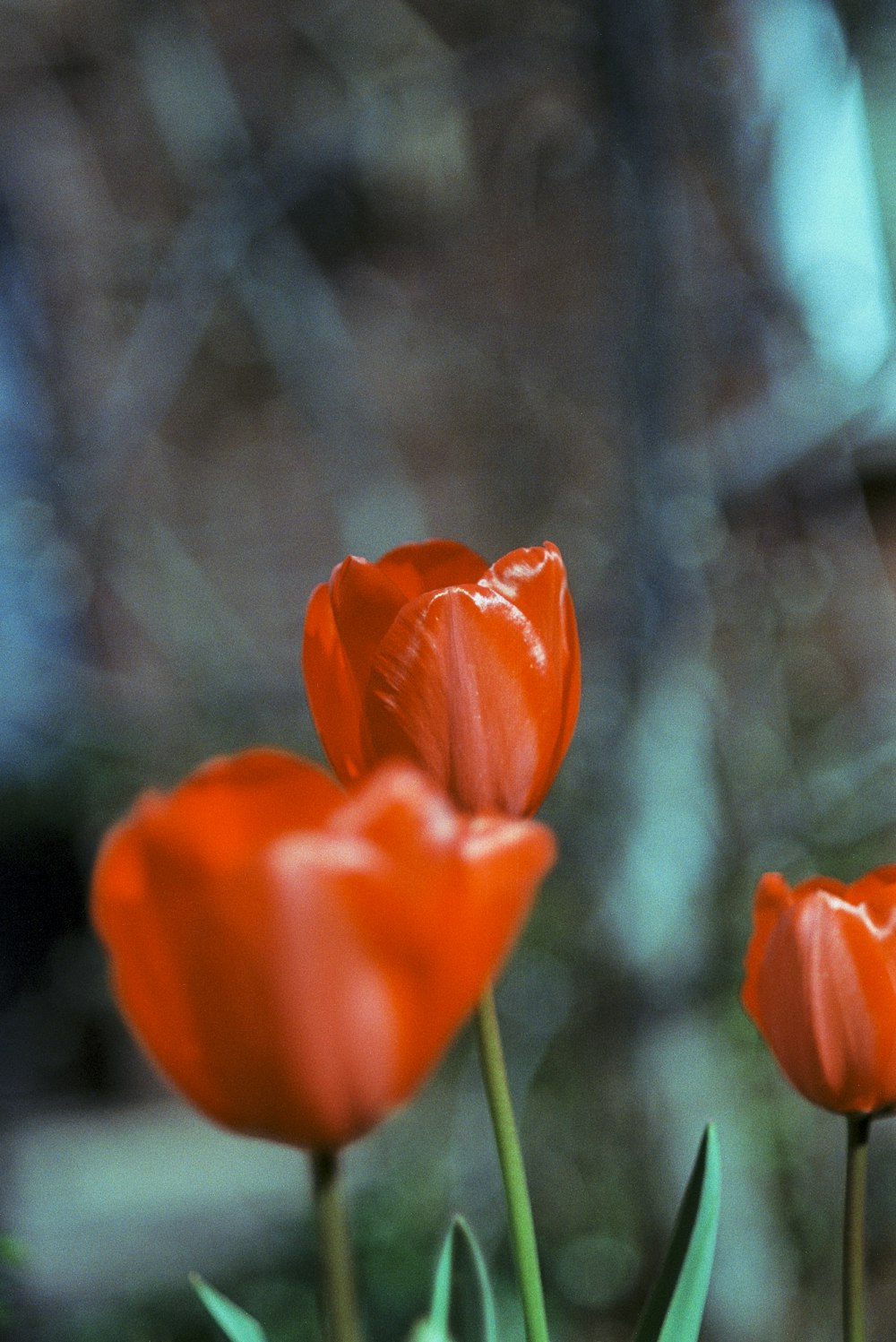 a group of red tulips in a garden