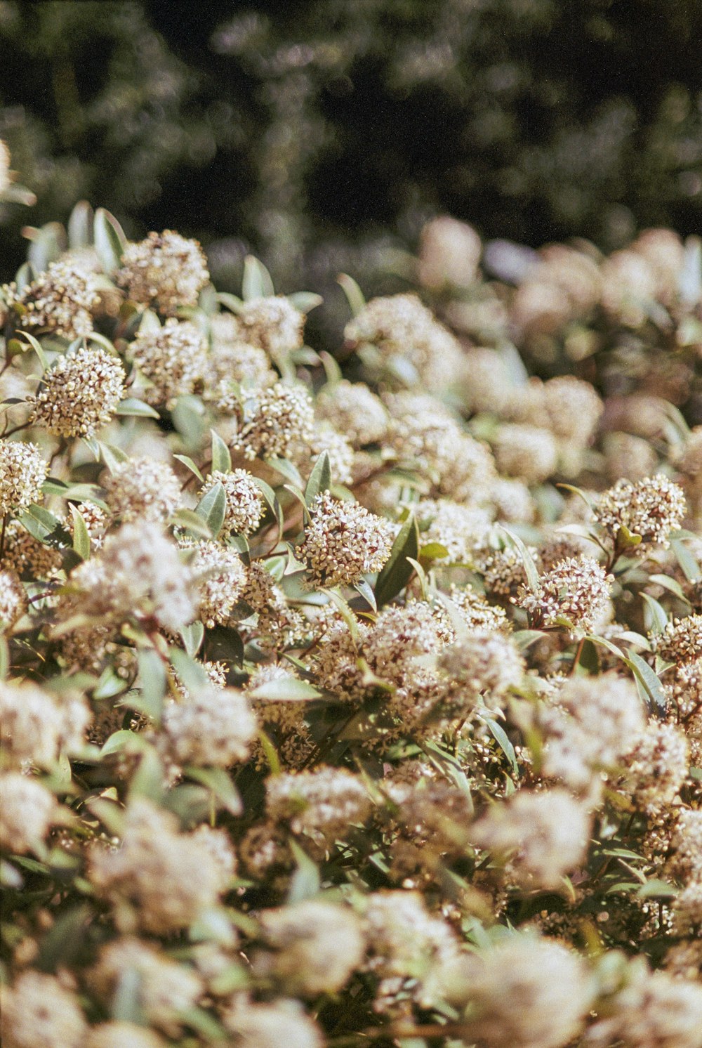 a bunch of white flowers in a field