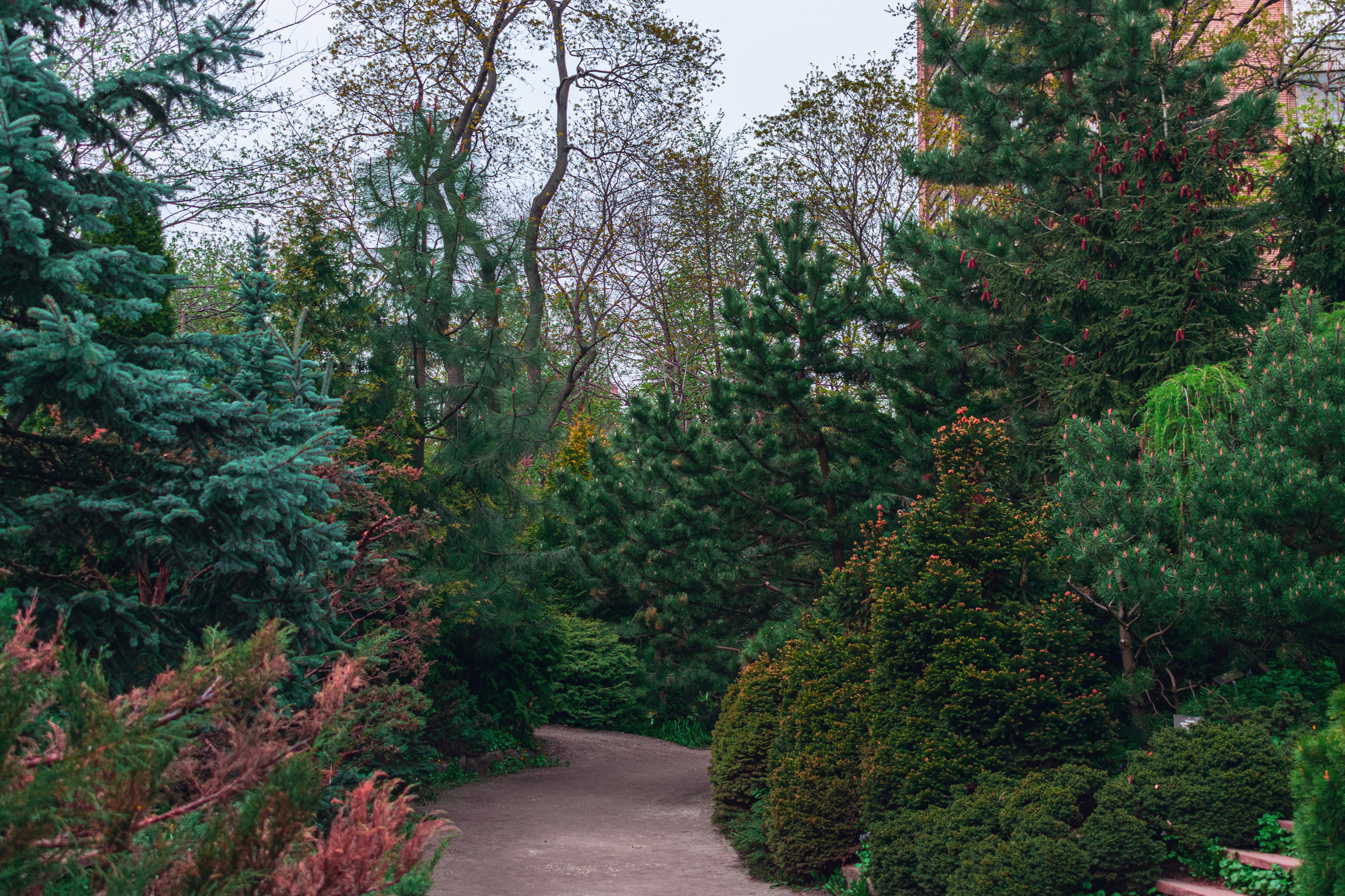 a path in a park with lots of trees