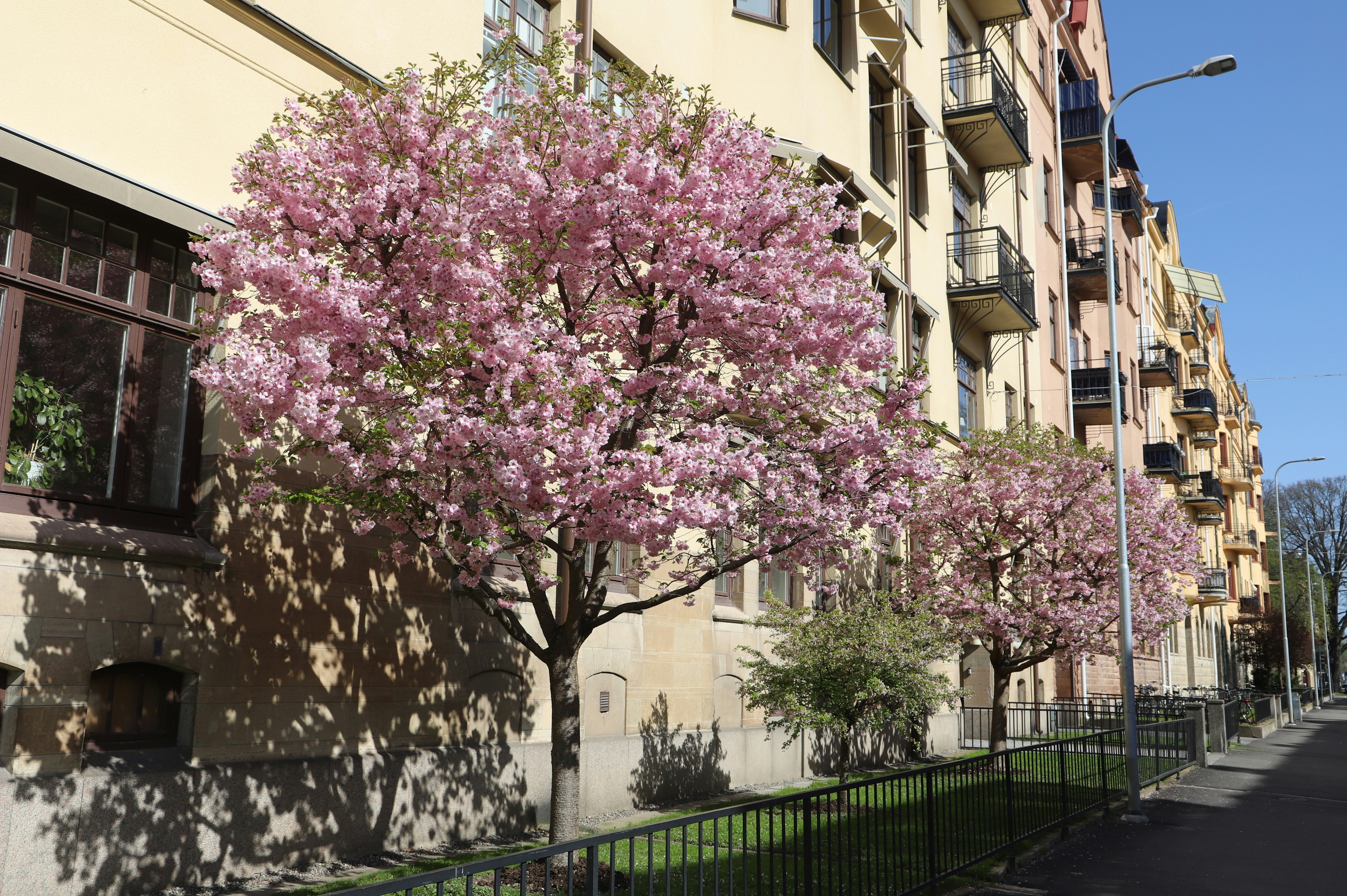 a tree with pink flowers in front of a building
