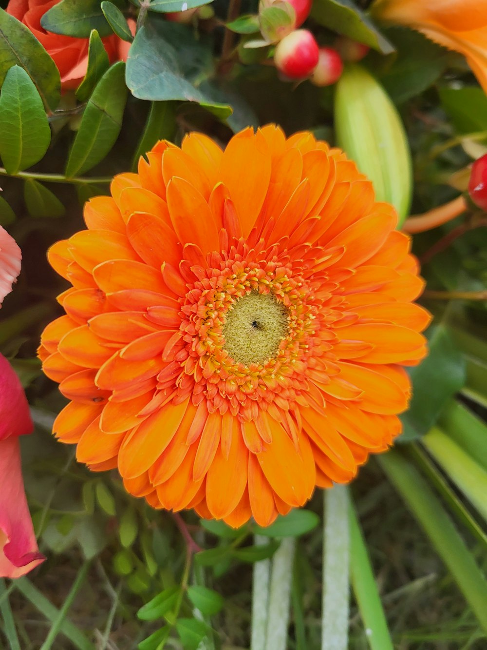 a close up of an orange flower surrounded by other flowers