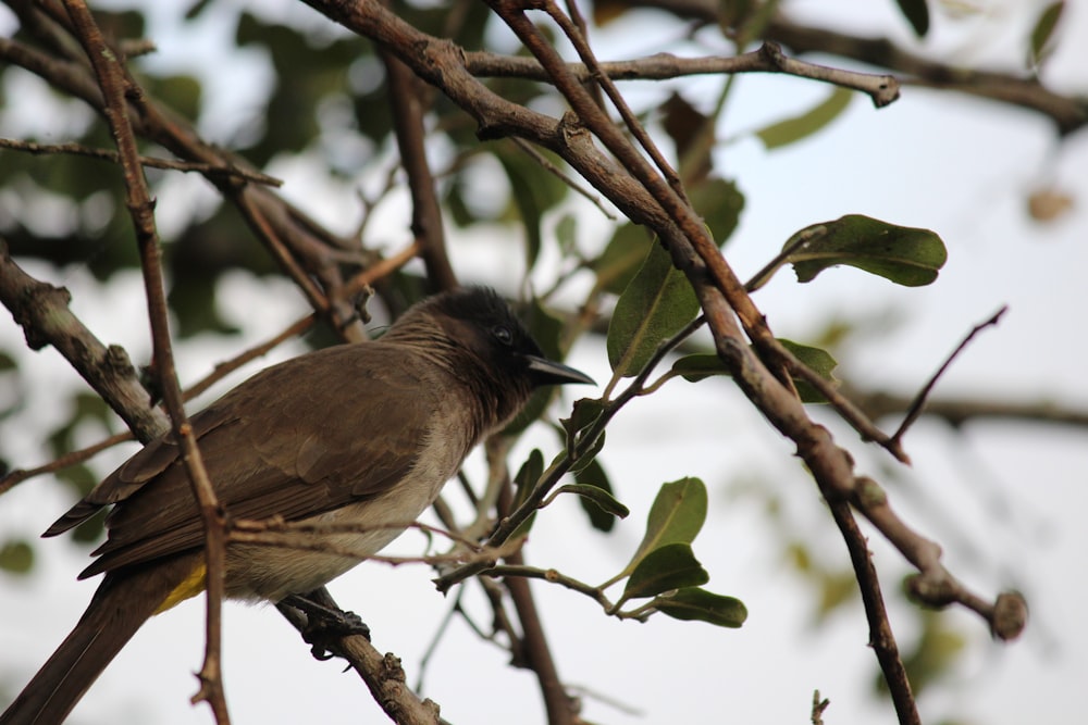 a bird sitting on a branch of a tree