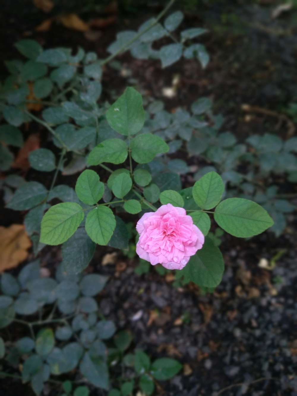 a pink flower is blooming in a garden