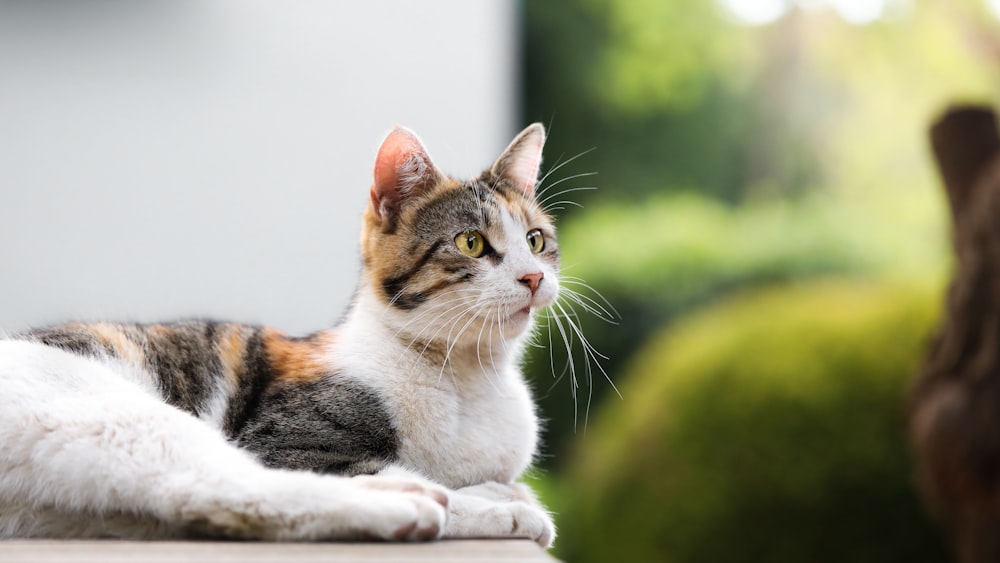 a cat laying on top of a wooden table