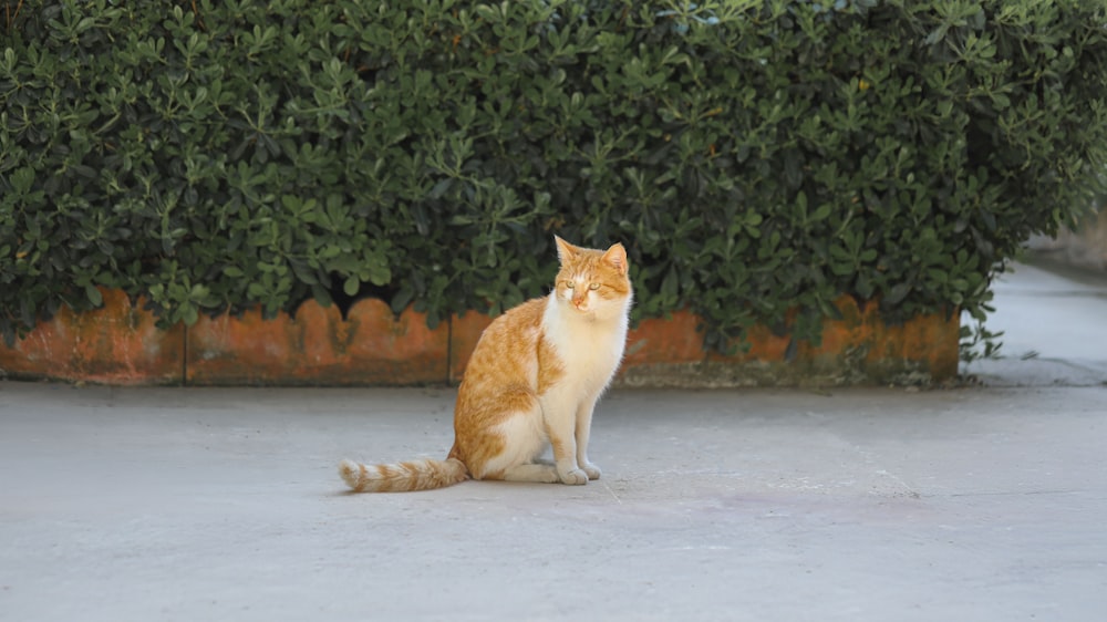 an orange and white cat sitting in front of a bush