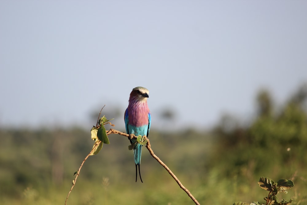 a colorful bird is perched on a branch