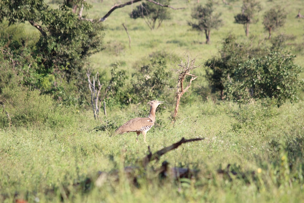 a bird standing in the middle of a lush green field