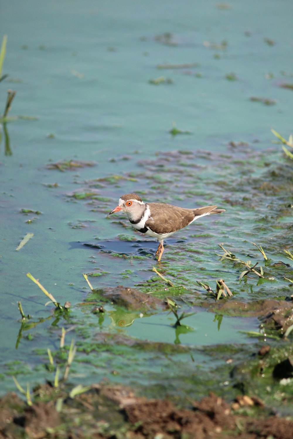 a bird standing in a body of water