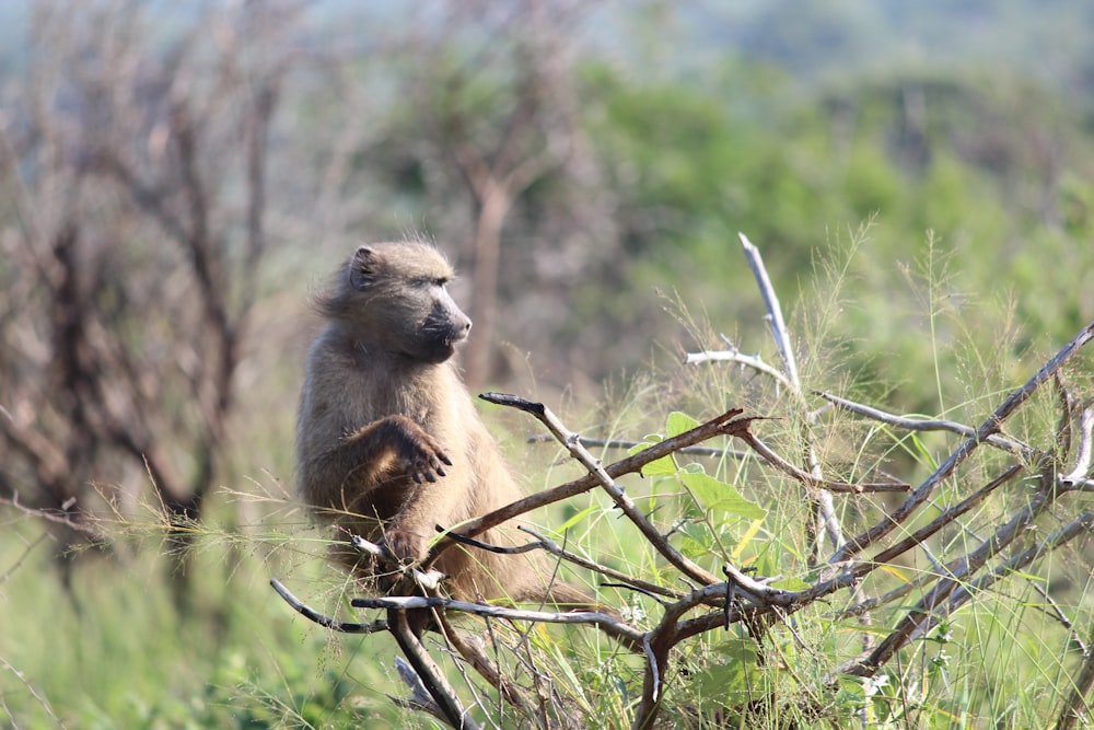 a monkey sitting on top of a tree branch