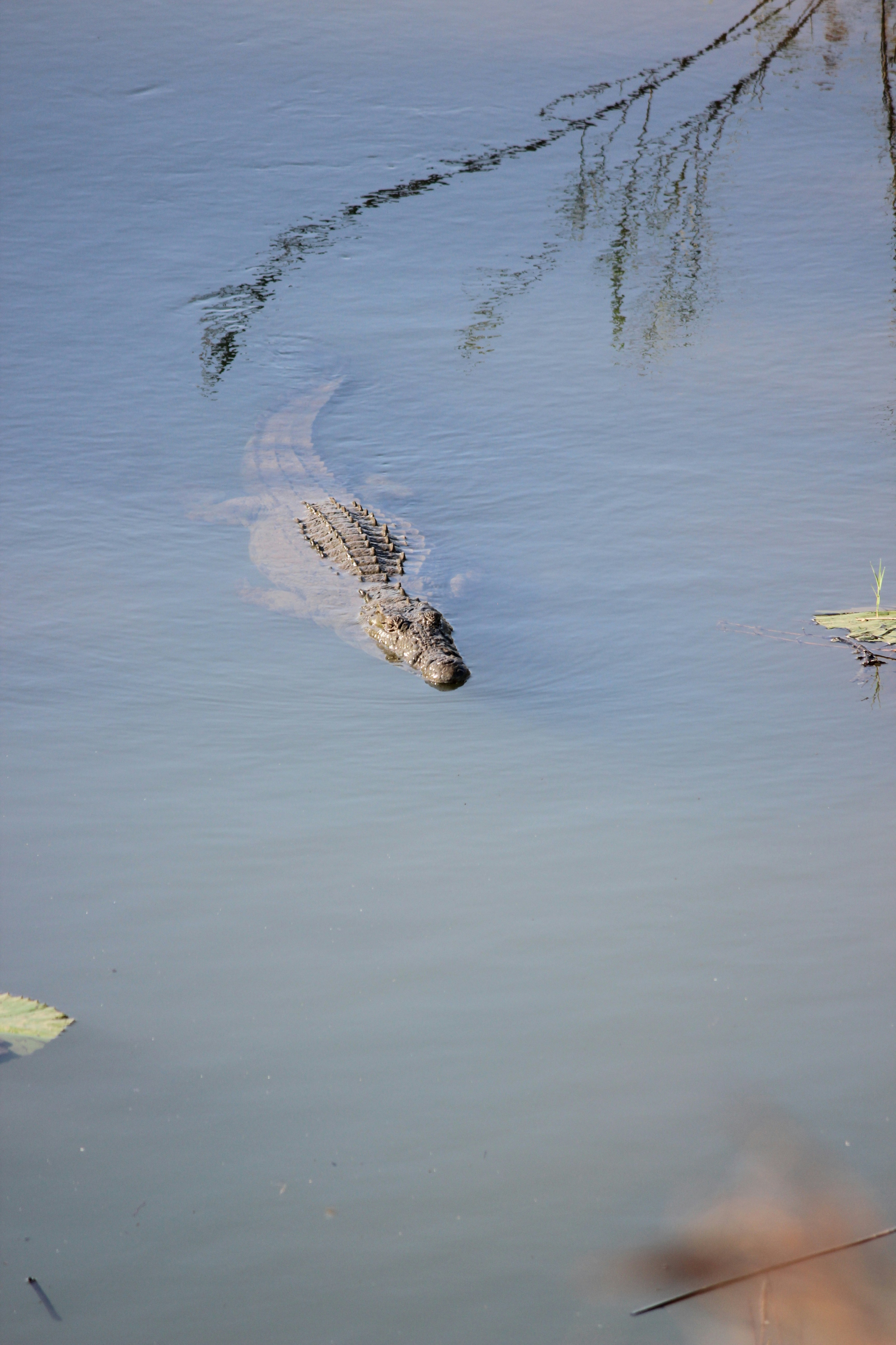 Photo by clarabeukes