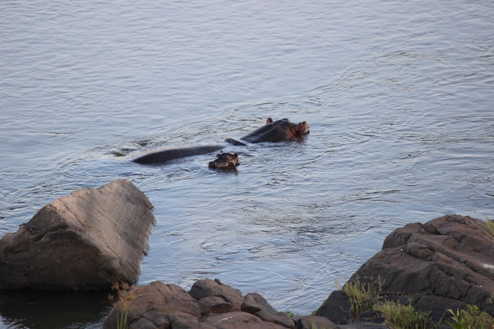 two hippos swimming in a body of water