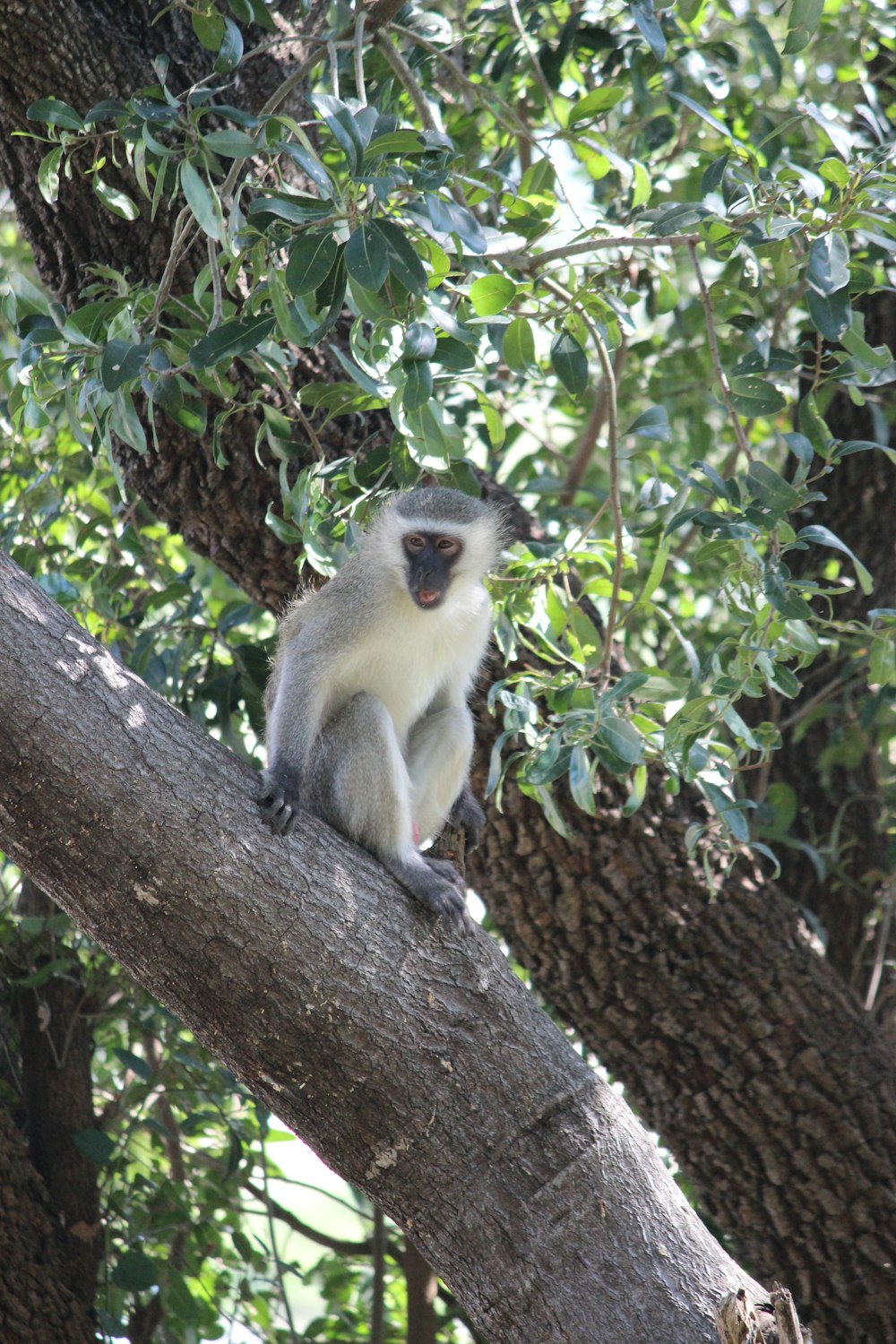 a monkey is sitting on a tree branch