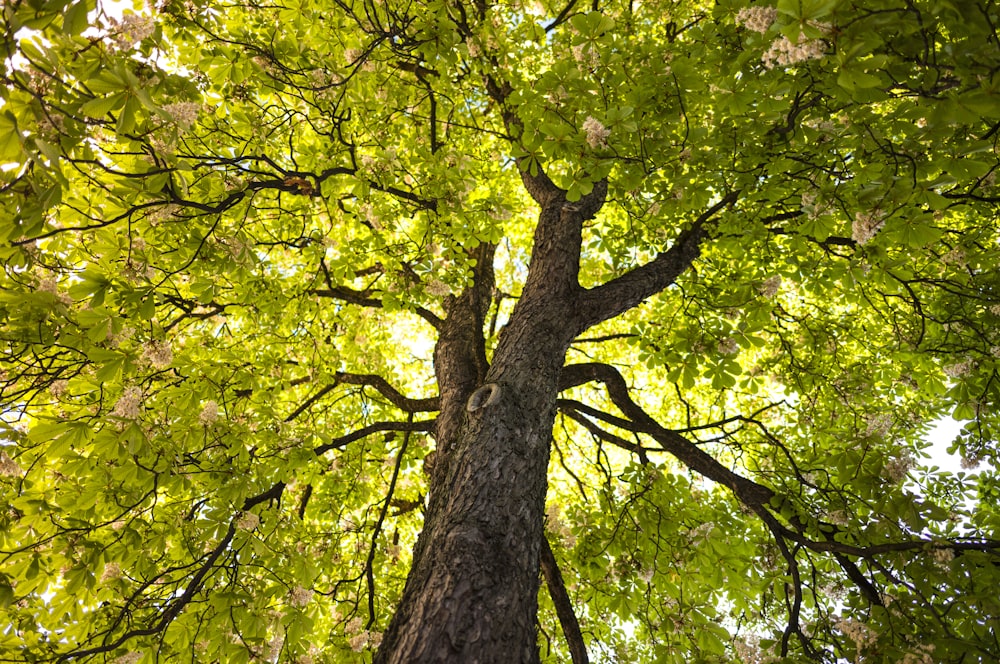 a tall tree with lots of green leaves