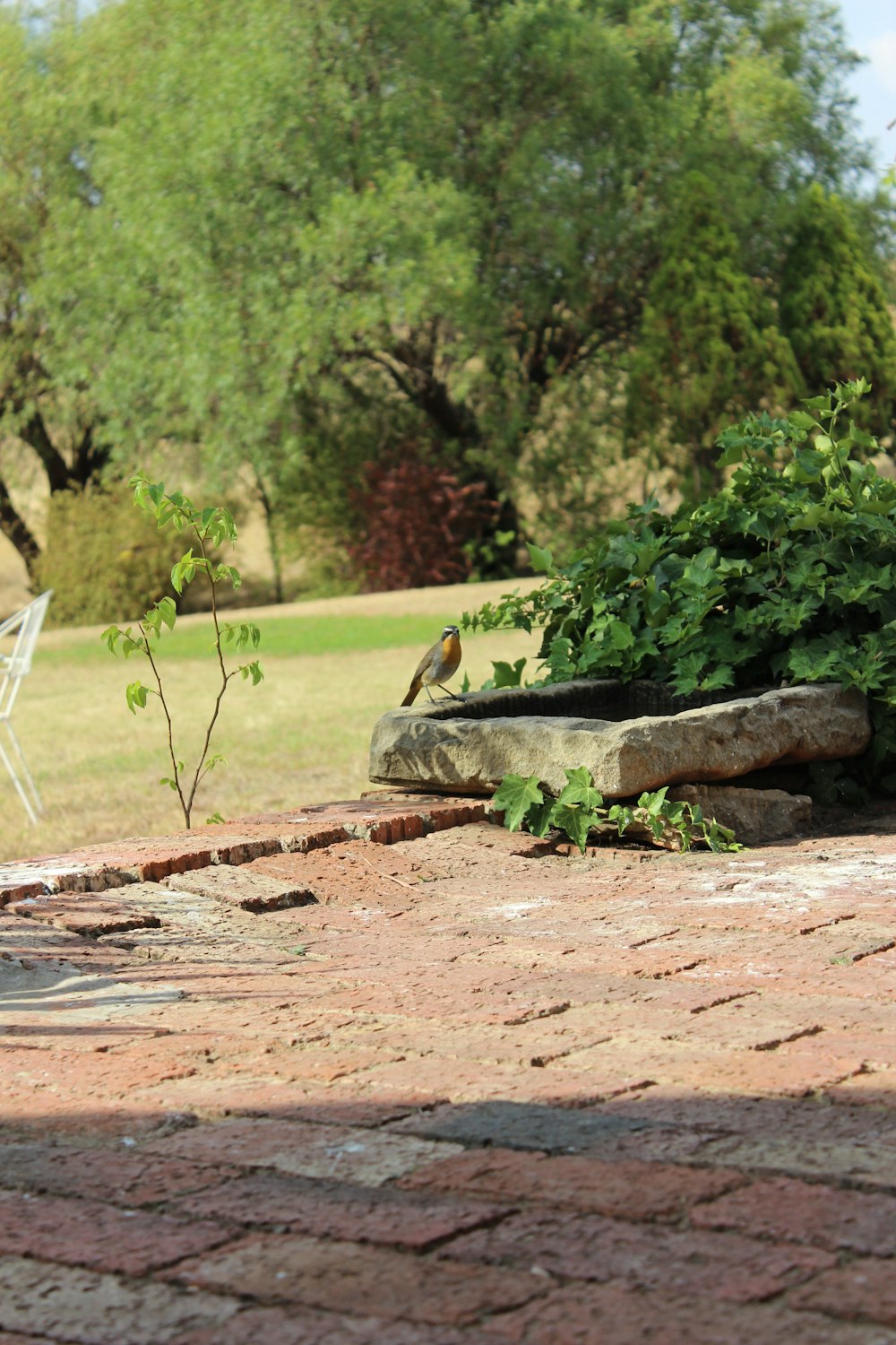 a bird is sitting on a rock near a table and chairs