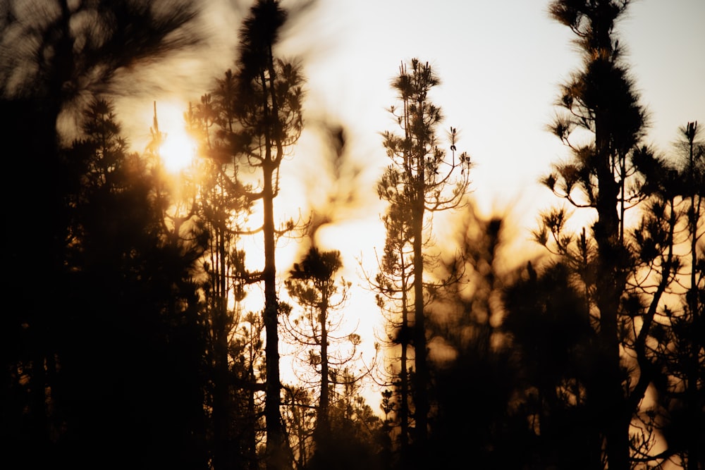 El sol brilla a través de los árboles del bosque