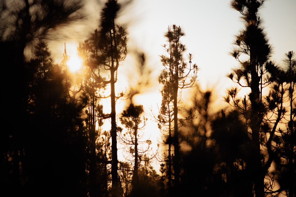 the sun is shining through the trees in the forest