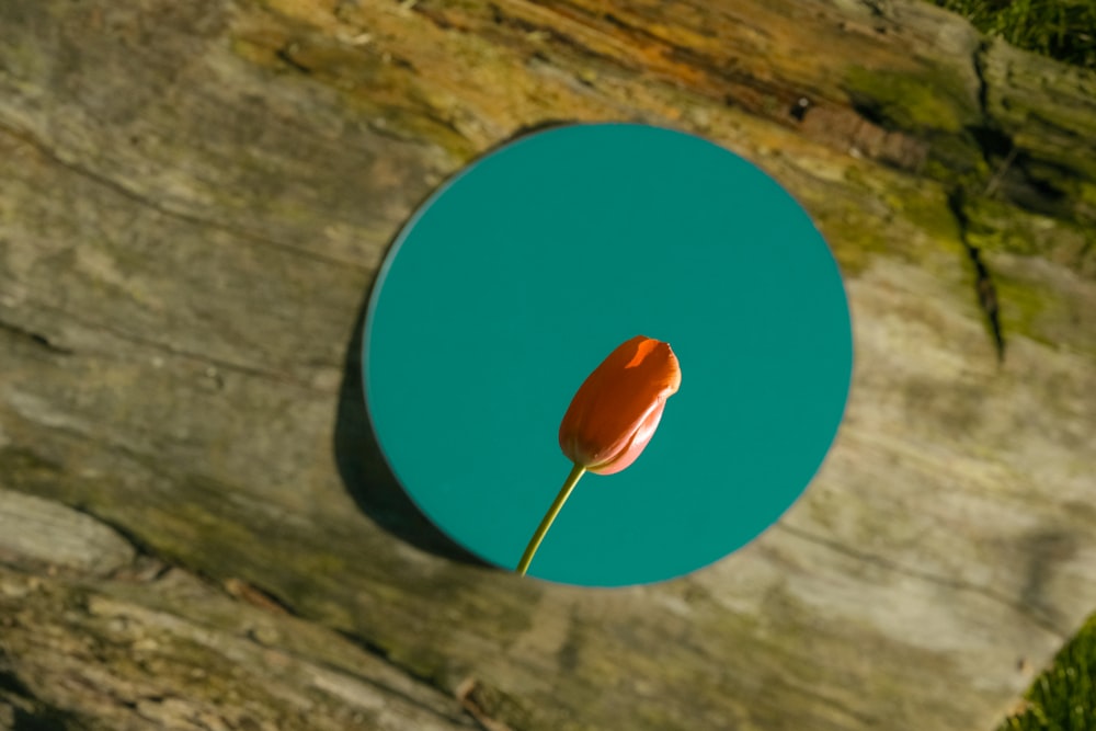 a single orange flower sitting on top of a wooden table