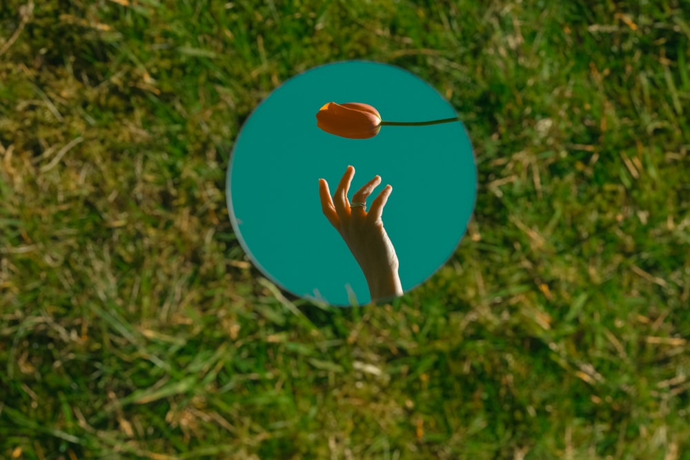 a person's hand reaching for a flower in the grass