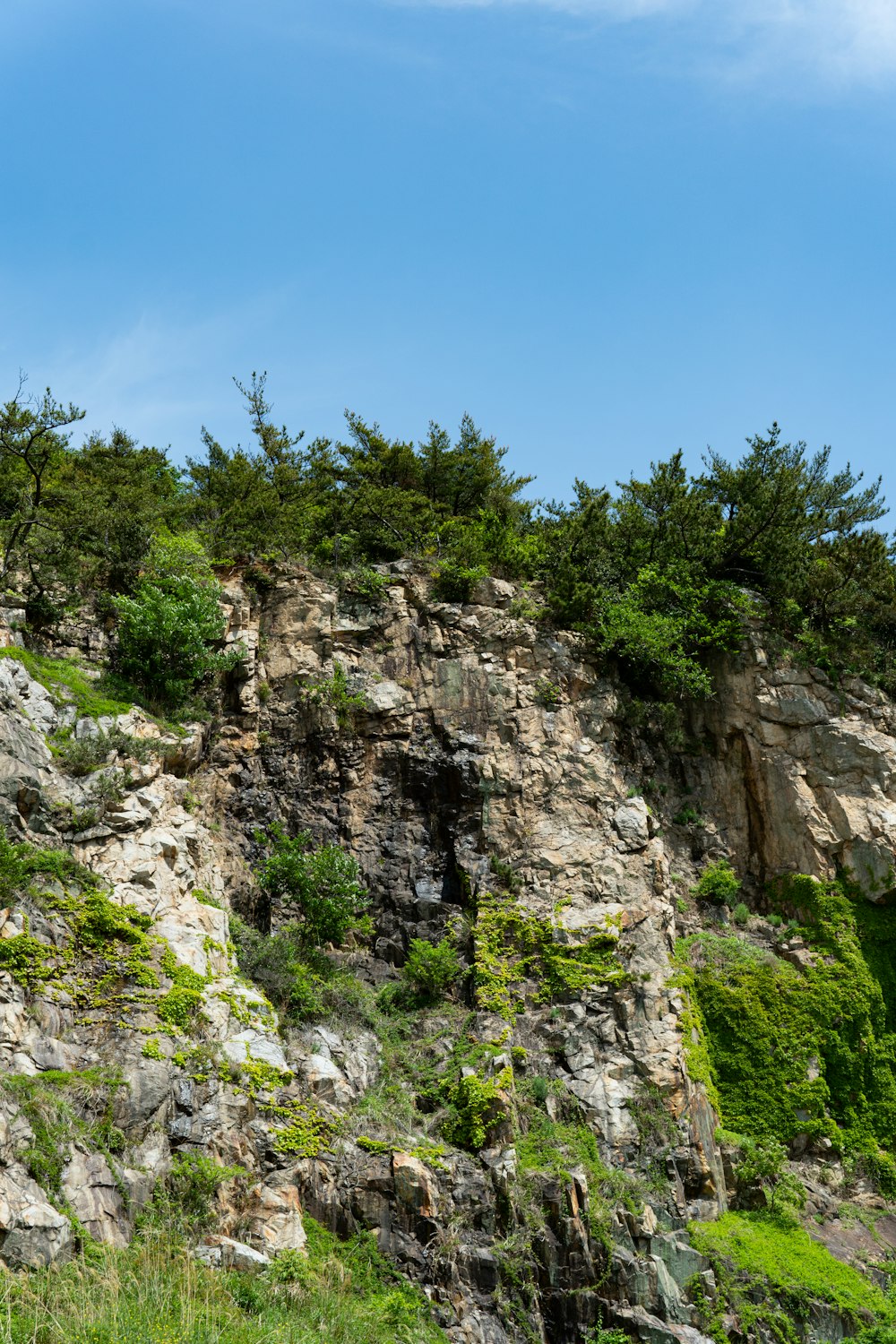a rocky cliff with trees growing on top of it
