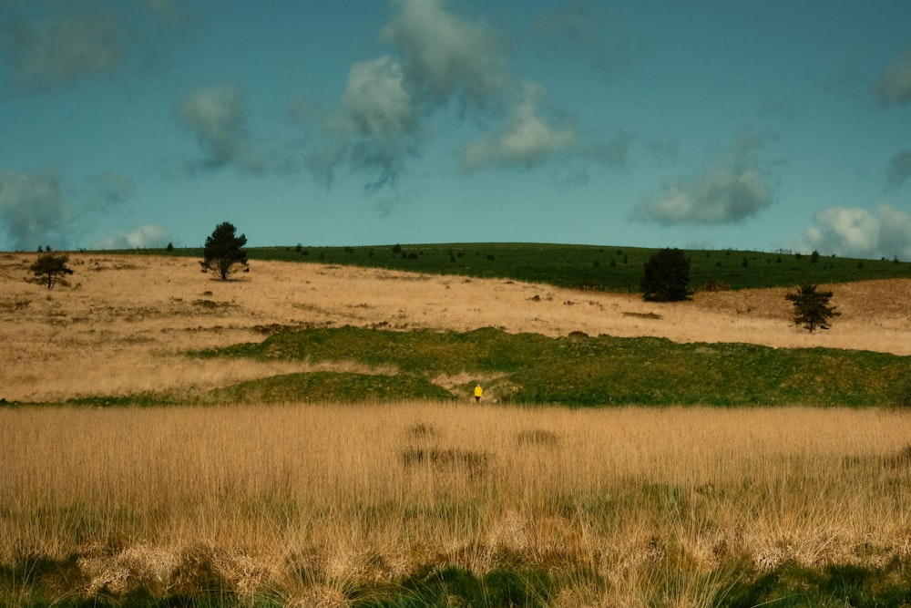 a grassy hill with trees on top of it