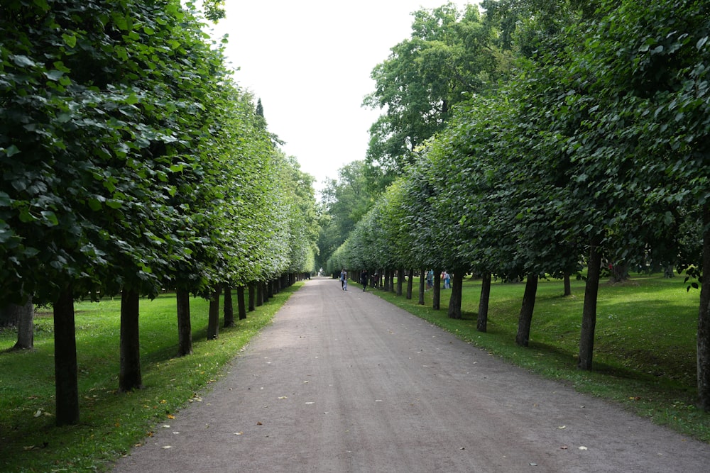 a dirt road surrounded by trees and grass