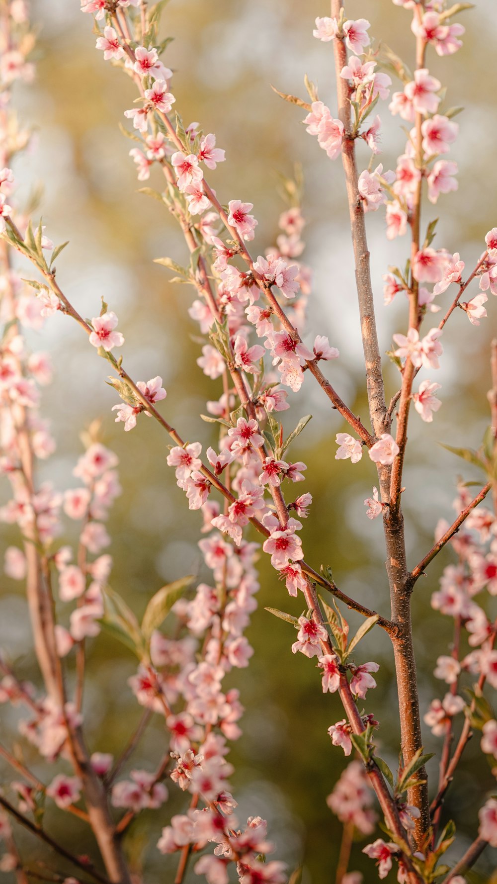 a close up of a tree with pink flowers