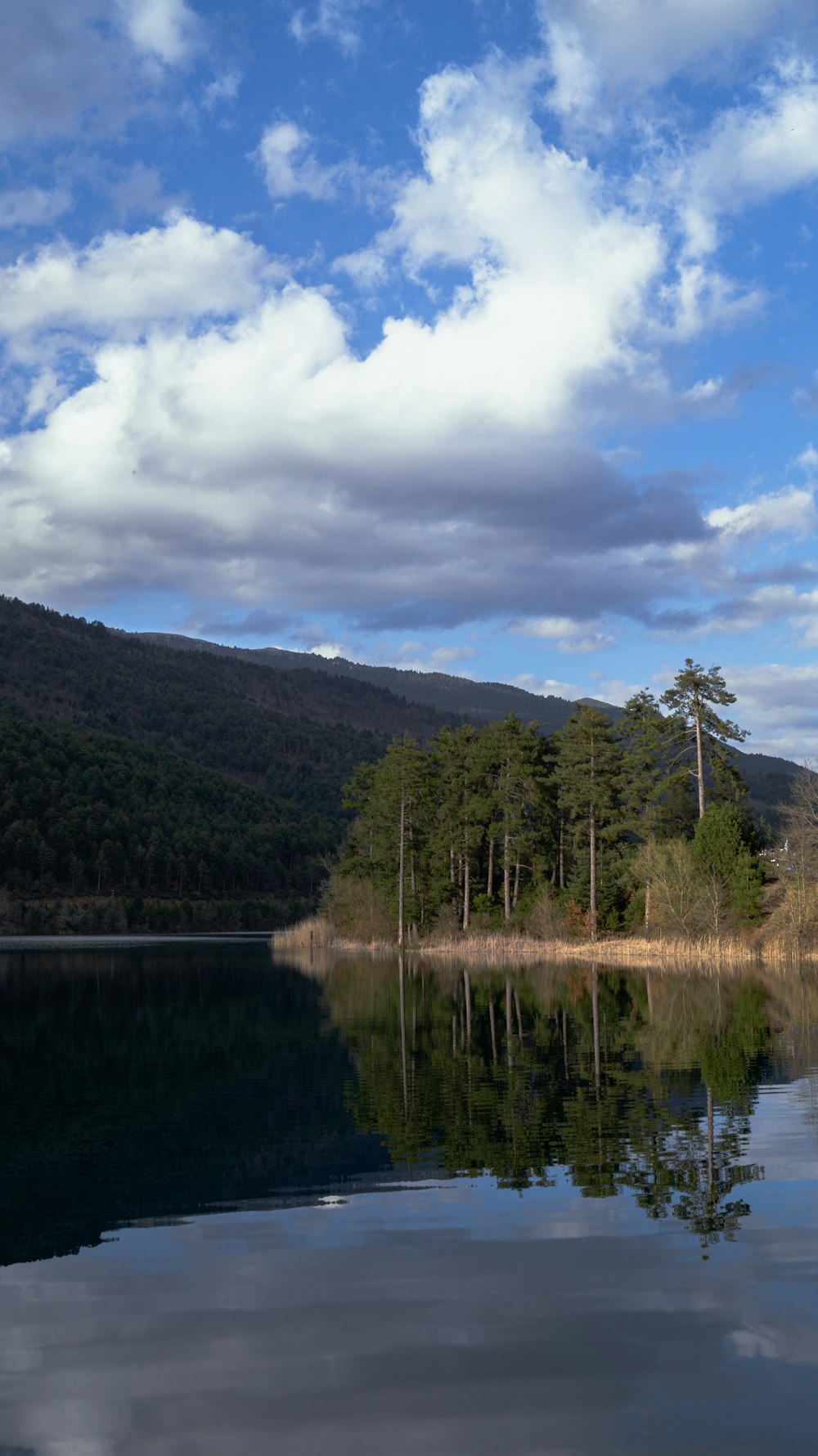 a body of water surrounded by a forest