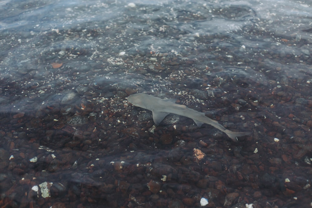 a fish that is floating in some water