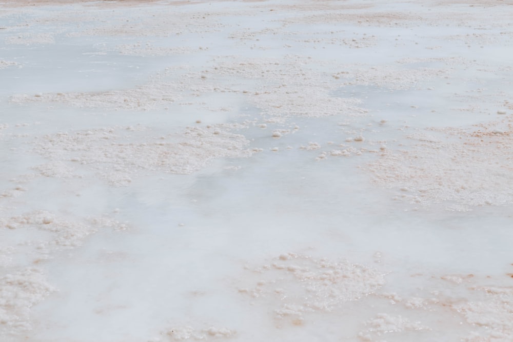 a bird is standing on a patch of ice