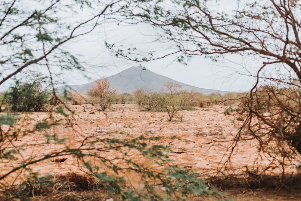 a dirt field with trees and a mountain in the background